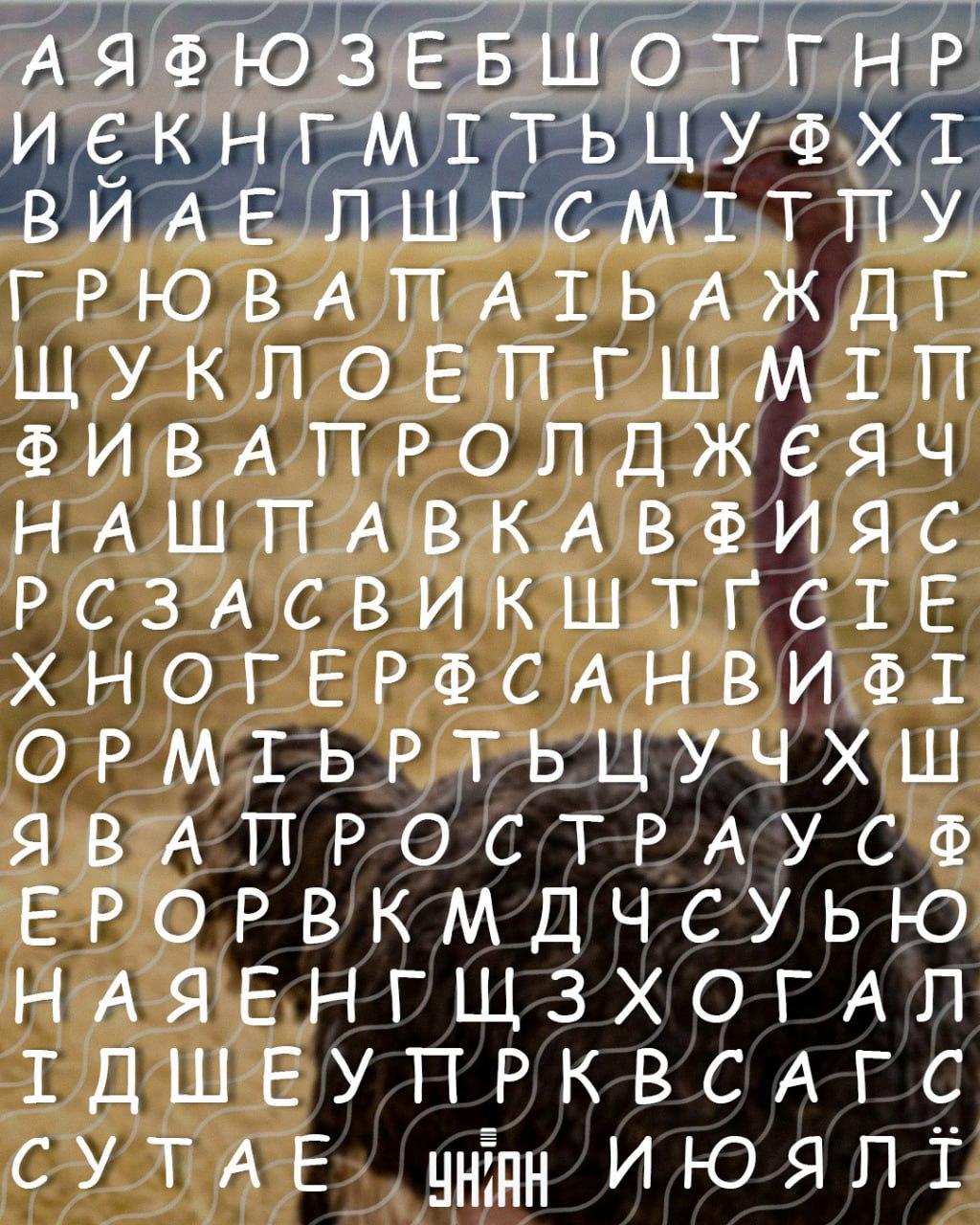 Kun folk med høj IQ kan finde ordet 'struds' på 10 sekunder: et vanskeligt puslespil