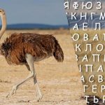 Kun folk med høj IQ kan finde ordet “struds” på