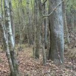 Rebus for dem med et godt syn: Du skal finde