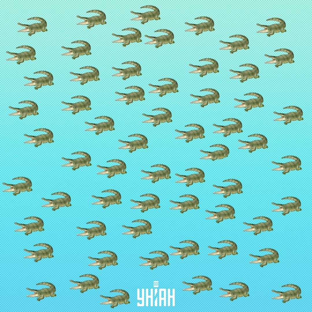 Krybdyret er skjult, men du bør se det om 15 sekunder / Collage Moje