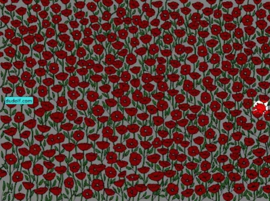 Kun de super opmærksomme vil finde krabben på billedet: test din IQ på 25 sekunder