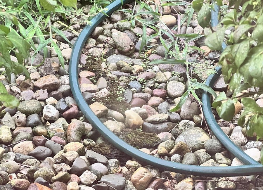 Optisk illusion: Find den skjulte frø