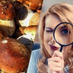 Kun folk med superhøj IQ kan se en sten blandt